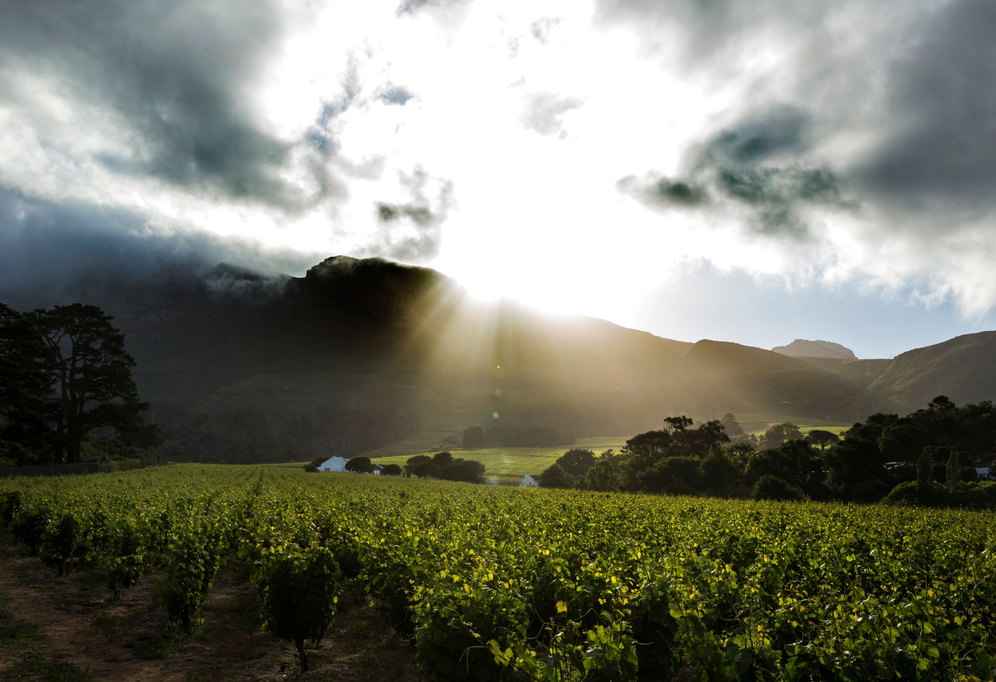 Wijnranken Stellenbosch Zuid-Afrika  - Eiko Waleson